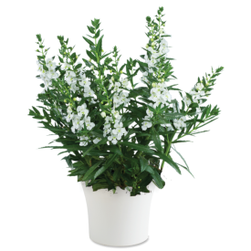 Fehér angyalfűzér