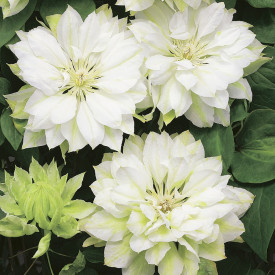 Clematis Yukiokoshi