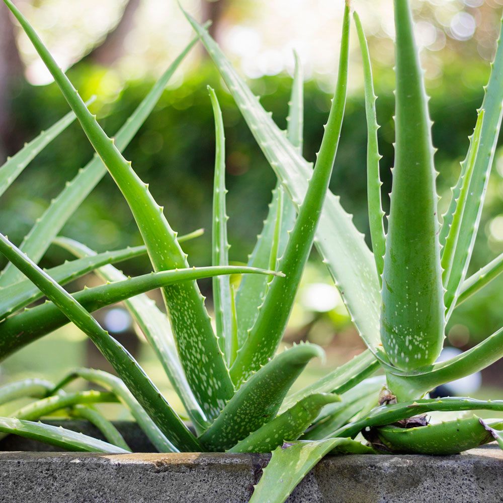 Aloe Vera | Szobanvny | Dszt nvnyek | Sieberz kertszet