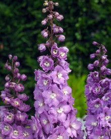 Szarkaláb rózsaszín