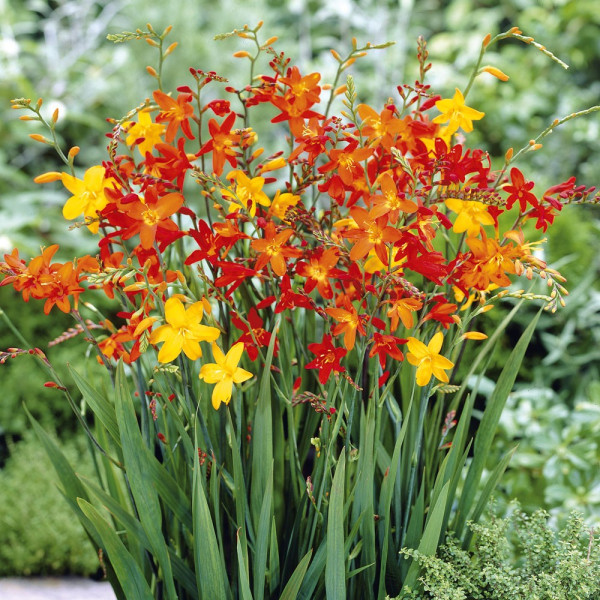 Montbrécia (Sárkányfű) színkeverék (25)