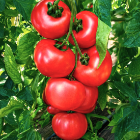 Honey Moon paradicsom