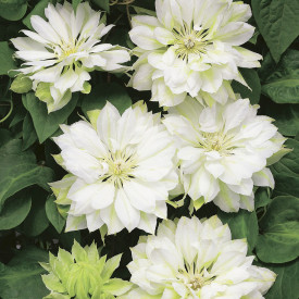Clematis Yukiokoshi