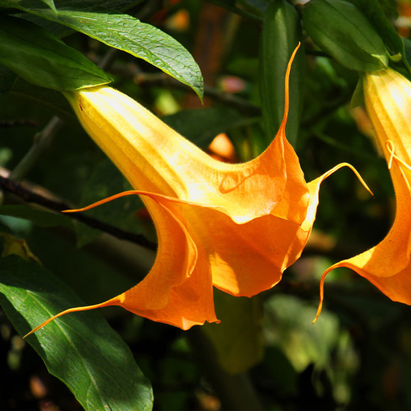 Angyaltrombita narancs