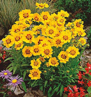 Szépecske, nagy cserepes