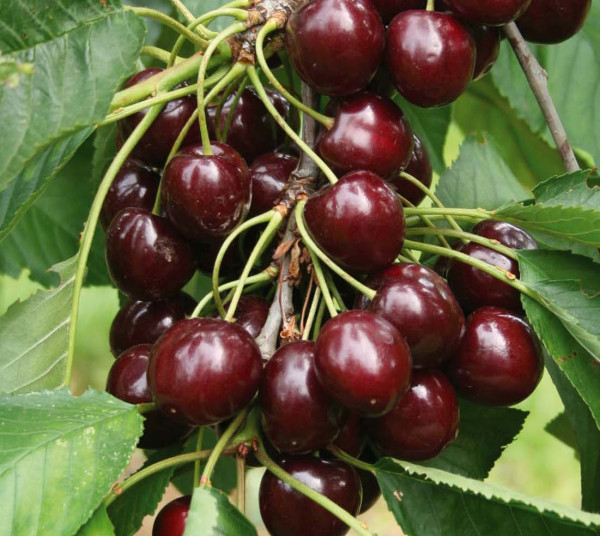 Katalin cseresznye konténeres