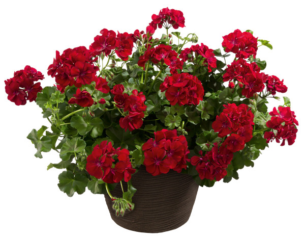 Royal Night félfutó muskátli (3)