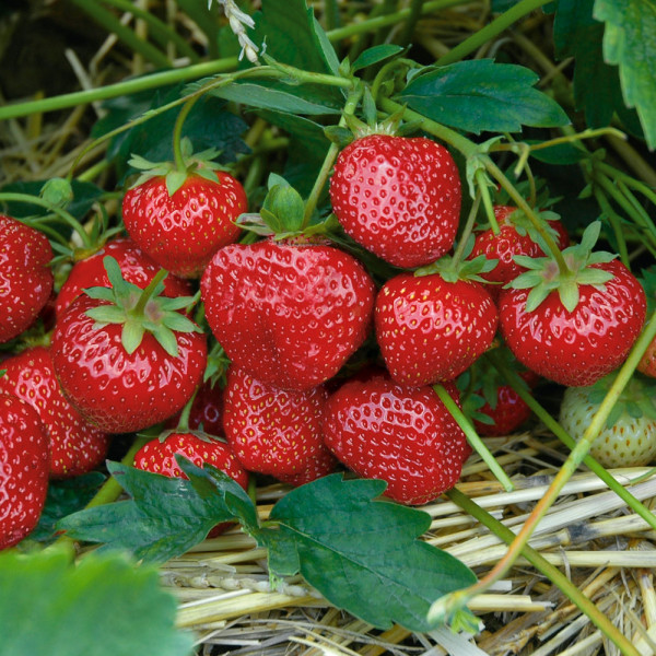 Hummi féle Senga Sengana eper (6)