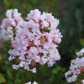 Selyemmirtusz rózsaszín