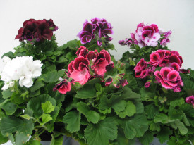 Angol muskátli több színben