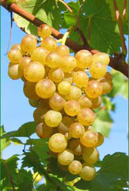 Palatina szőlő