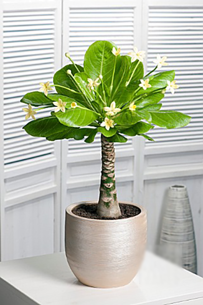 Hawaii pálma