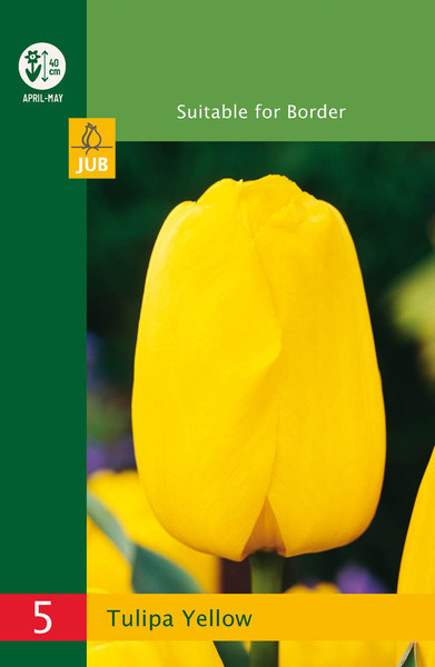 Sárga Triumph tulipán (5)