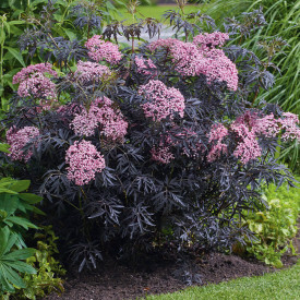 Vöröslevelű díszbodza 'Cherry Lace'