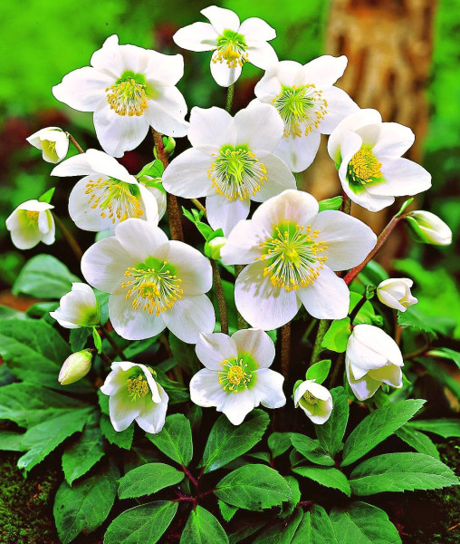 Kerti hunyor, színkeverék