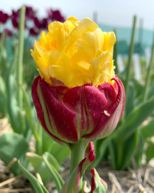 Ice Cream Banana tulipán