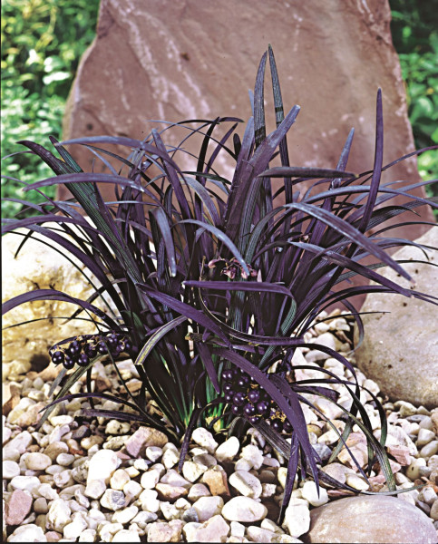 Kígyószakáll, nagy méret