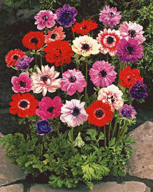 St. Brigid szellőrózsa (15)