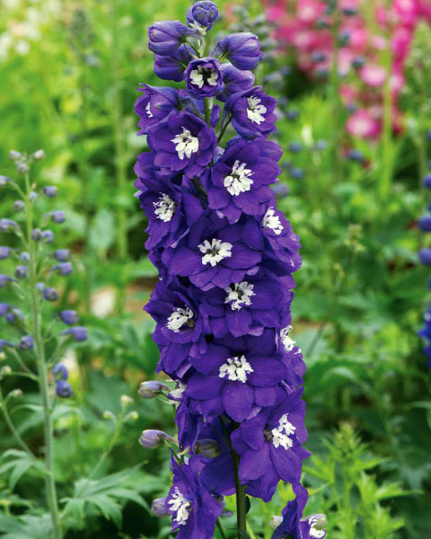 Blue Star szarkaláb, nagy cserepes