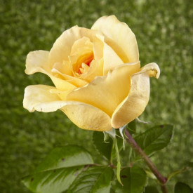 Arthur Bell sárga tearózsa