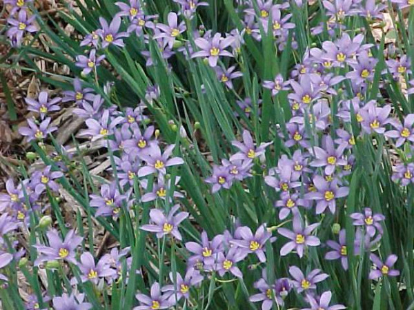 Sásbokor Sapphire (3)