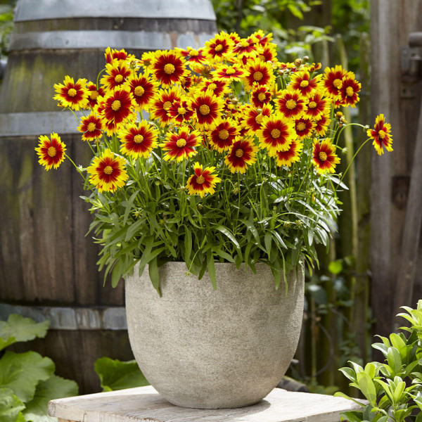 Nagyvirágú menyecskeszem UpTick (3)