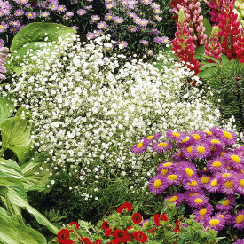 Fehér fátyolvirág nagy cserepes