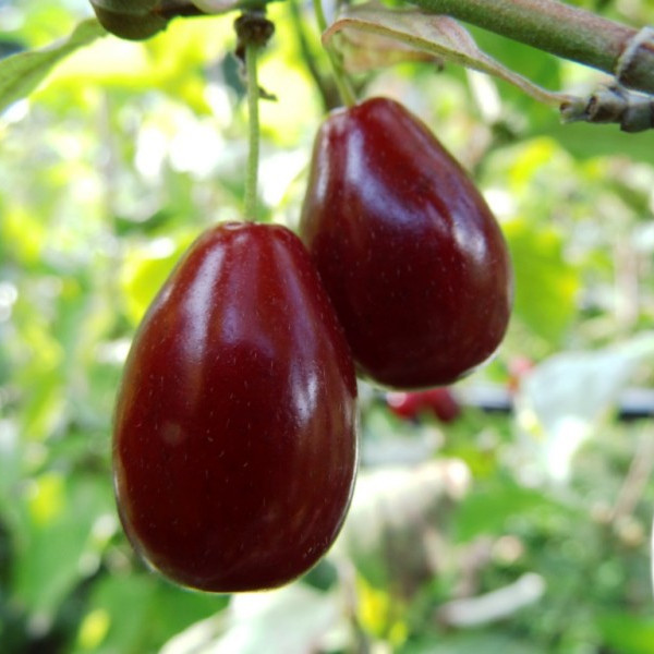 Nagygyümölcsű húsos som "Kazanlak"