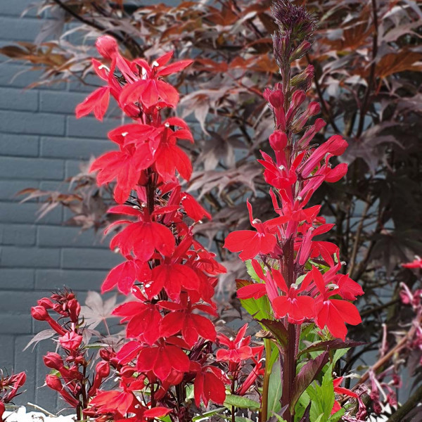 Évelő lobélia, bronzos levelű