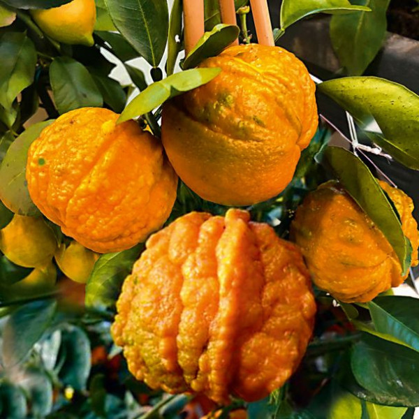 Arangino aroma-narancs