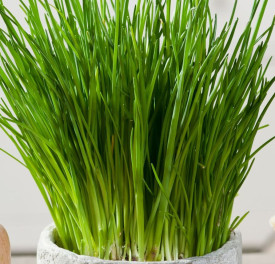 Metélőhagyma fűszernövény