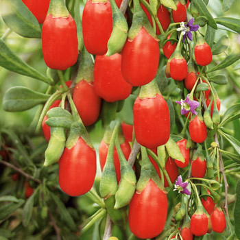 Goji bogyó