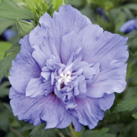 Blue Chiffon telt virágú hibiszkusz
