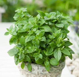 Bazsalikom fűszernövény