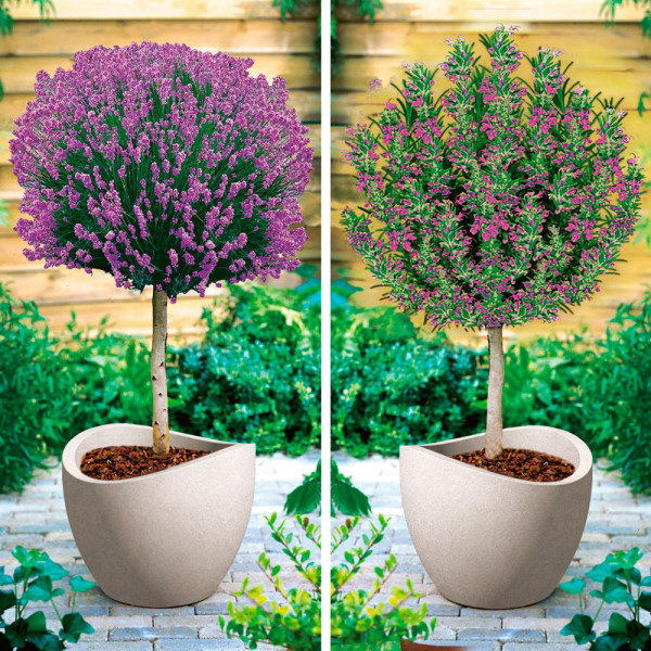 Törzses levendula és rozmaring