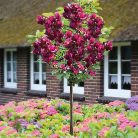 Liliomfa Genie törzses