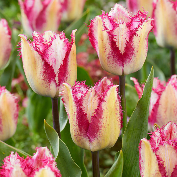 Yasmine tulipán (8)