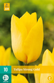 Tulipán, Strong Gold (10)