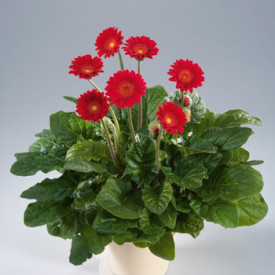 Gerbera piros