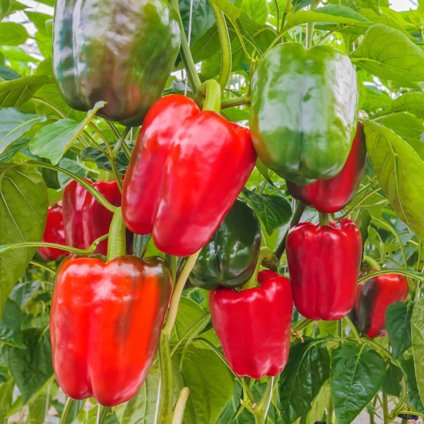 Puszták álma kaliforniai paprika