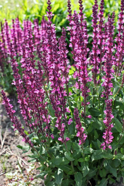 Ligeti zsálya rózsaszín