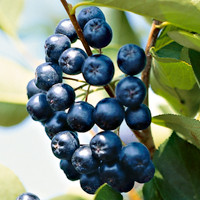 Fekete berkenye Nero