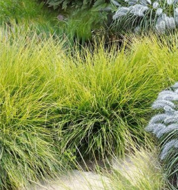 Nyúlfarkfű, Sesleria (3)