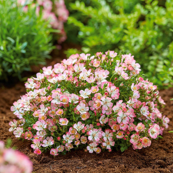 Cutie Pie törpe rózsa