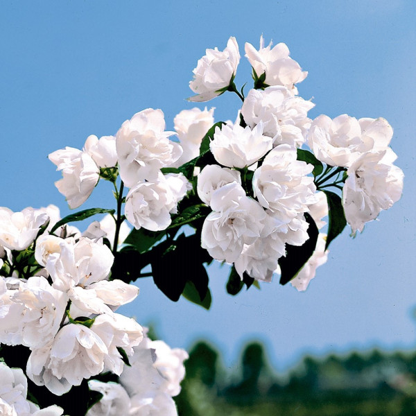 Teltvirágú jezsámen