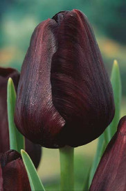 Éjkirálynő tulipán 7 db