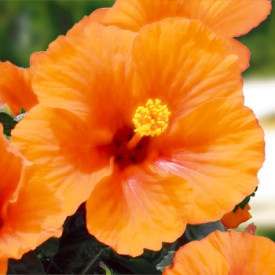 Törzses hibiszkusz narancssárga