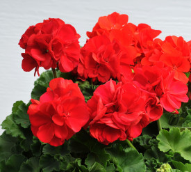 Piros állómuskátli "Tűzgömb" 3 db