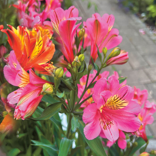 Inkaliliom Summer Rose (1)