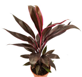 Széleslevelű bunkóliliom 'Tango'